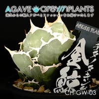 アガベ チタノタ ナンバーワン / Agave titanota  