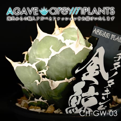 発根済!アガベ・チタノタ・金鯨｜agave titanota Gold Whalen【台湾産/...