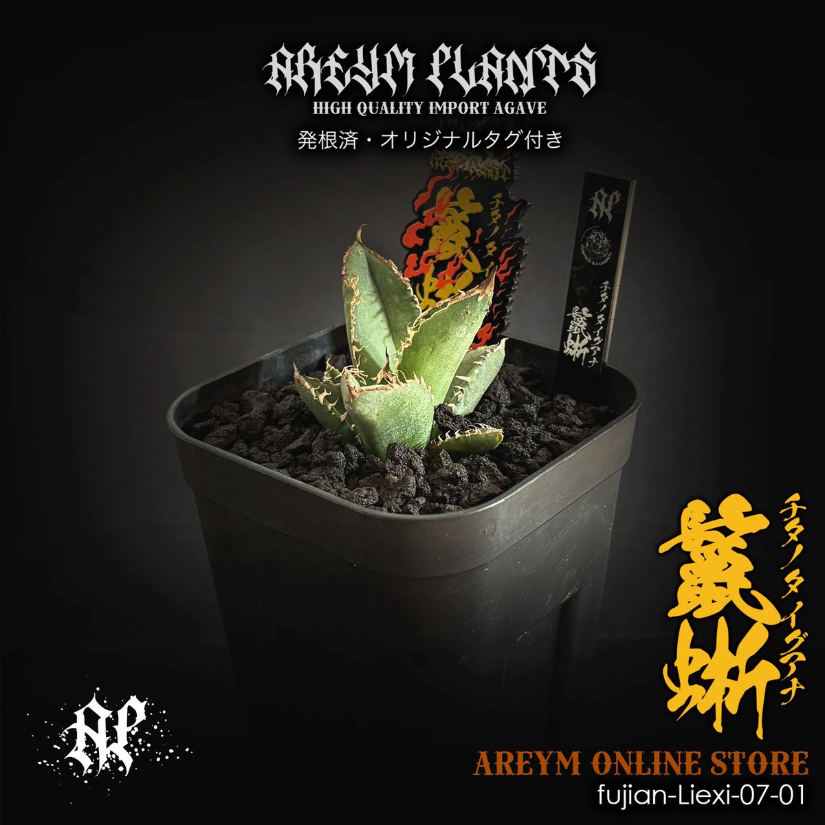 アガベ チタノタ 鬣蜥Iiexi 多肉植物アガベ チタノタ 鬣蜥Iiexi極上TC子株 福建省産 アガベ