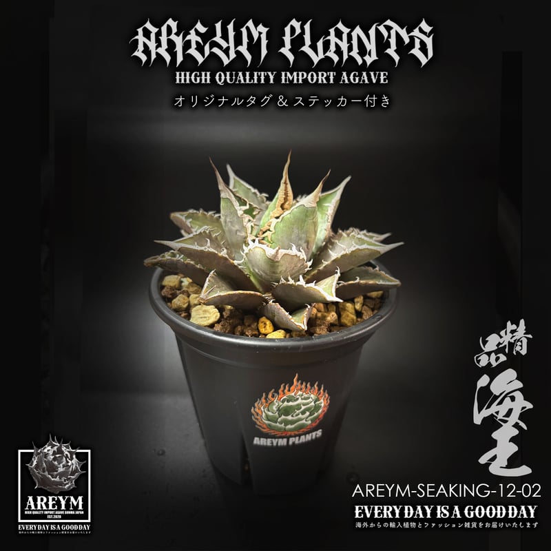 アガベ　チタノタ　海王　極上株　リヴァイアサン 税込・送料無料でお届け致します アガベ チタノタ 精品海王 Agave