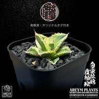 発根済 送料無料 アガベ チタノタ 白毫刺錦 白豪刺錦  覆輪斑 agave titanota byakugousi【ARM-OC-BYAKU-06-01】