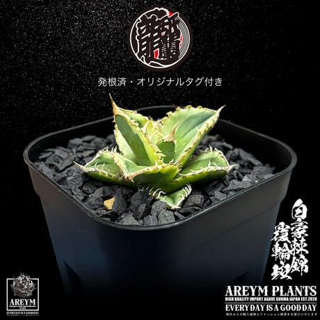 白毫刺 | STORES
