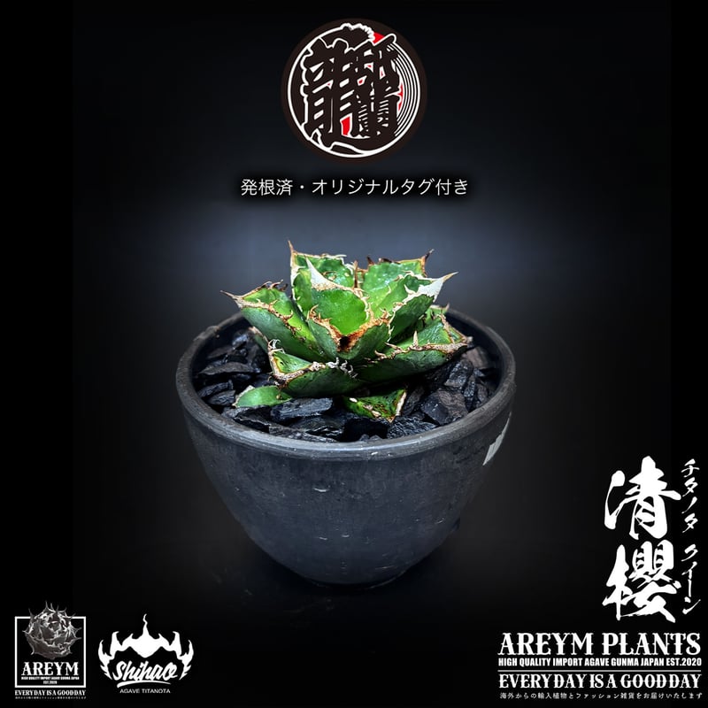 発根済 送料無料でお届け 台湾Shi-hao産 アガベ チタノタクイーン 清櫻