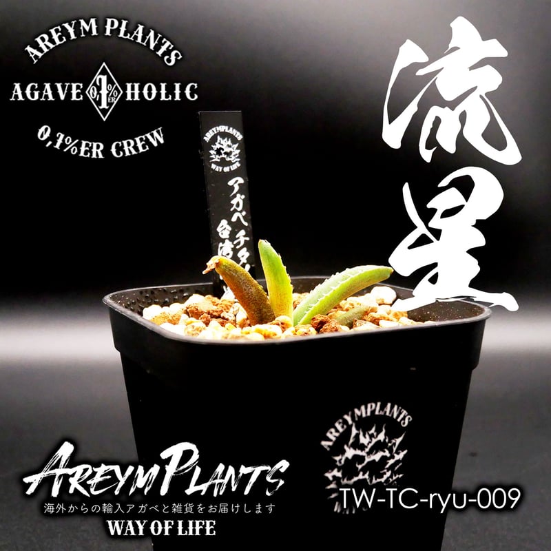 アガベ チタノタ アガベ チタノタ
