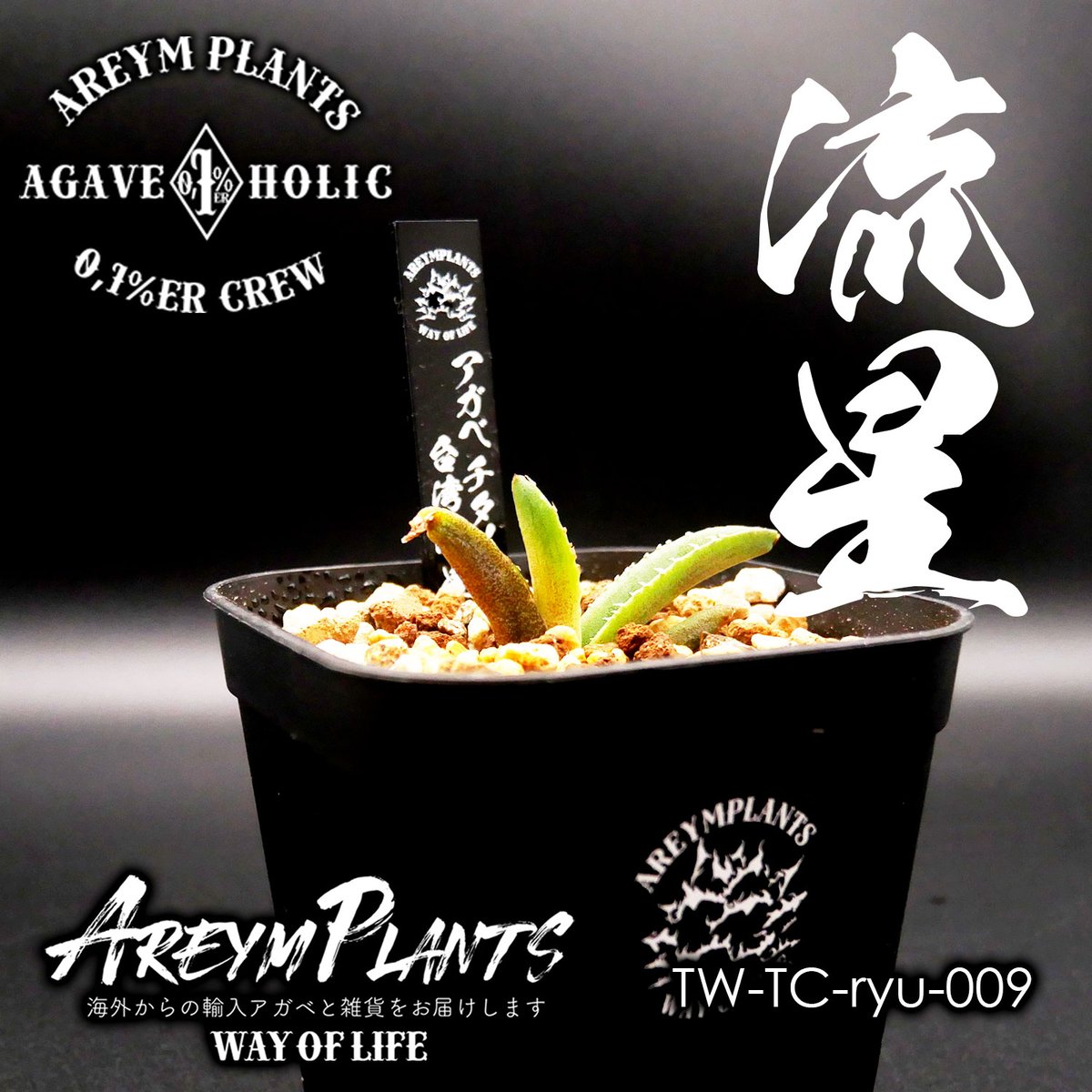 アガベ チタノタ アガベ チタノタ