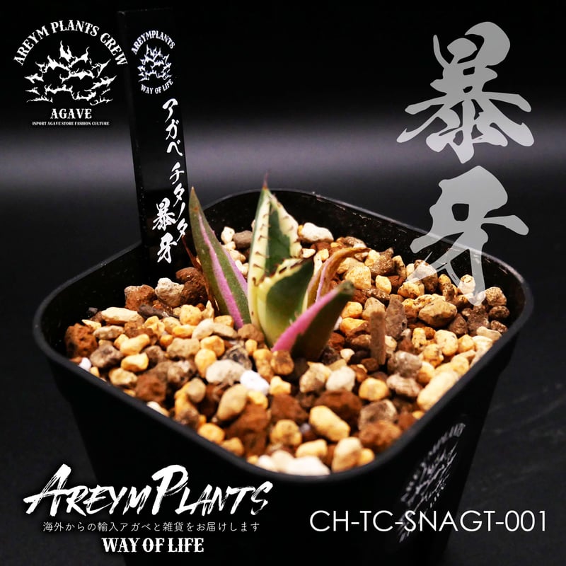 親株出品】アガベチタノタスナグルトゥース暴牙オテロイ