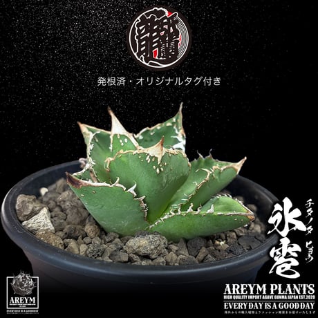 発根済 送料無料でお届け アガベ チタノタ 氷雹  agave titanota HYO【ARM-TC-HYO-06-01】