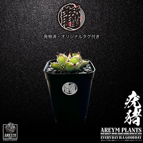 アガベ疣猪 | STORES