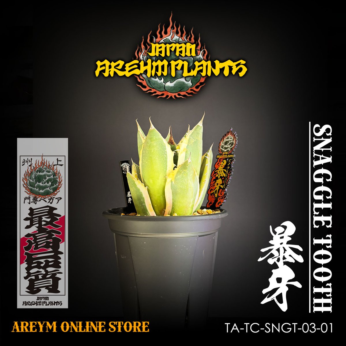 未発根】アガベチタノタスナグルトゥース暴牙