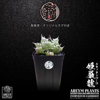 送料無料発根済鉢のまま発送致します  アガベ チタノタ 姫厳龍 agave titanota dwaf【ARM-DWAF-05-01】