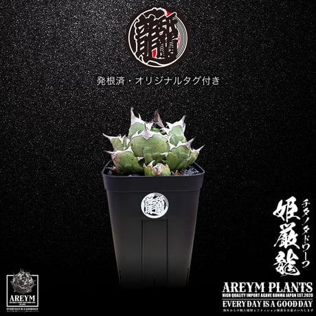 アレイムプランツ