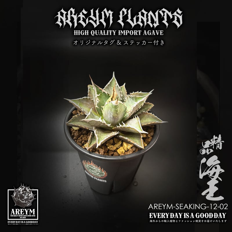 税込・送料無料でお届け致します アガベ チタノタ 精品海王 Agave