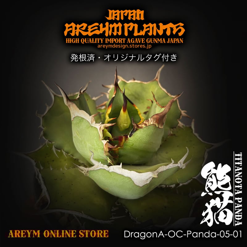 ドラゴンアガベ産！アガベ チタノタ熊猫 Agave titanota Panda