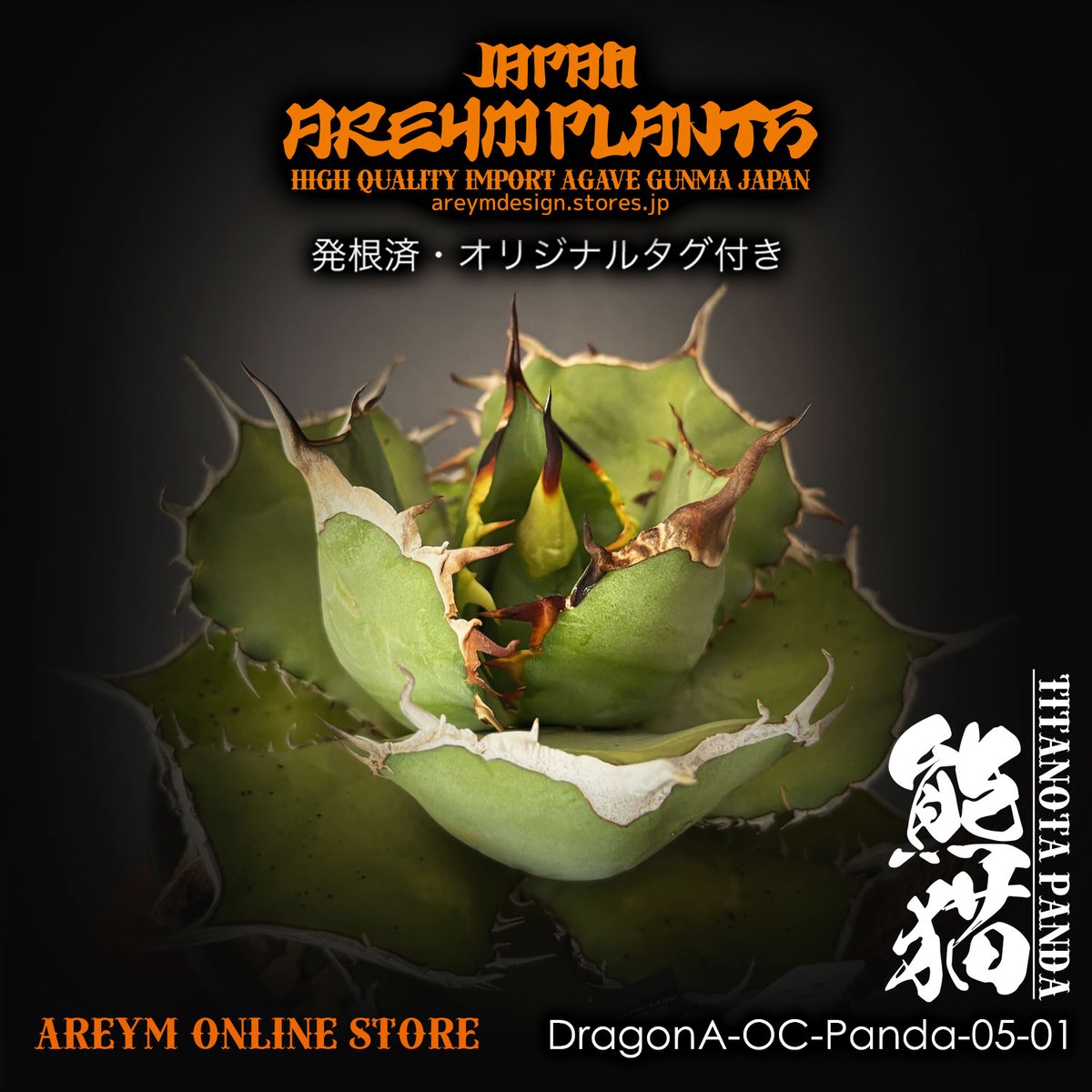 ドラゴンアガベ産！アガベ チタノタ熊猫 Agave titanota Panda