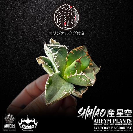 【発根済】アガベ チタノタ 星空 shihao産 アガベ星空 | STORES