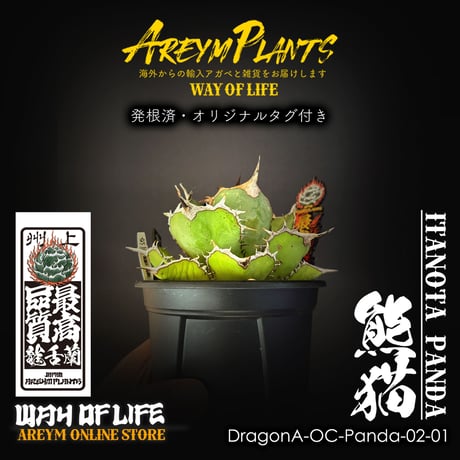 CATEGORY 台湾 ドラゴンアガベ産 | アレイムプランツ