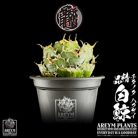 ボールタイプ | STORES