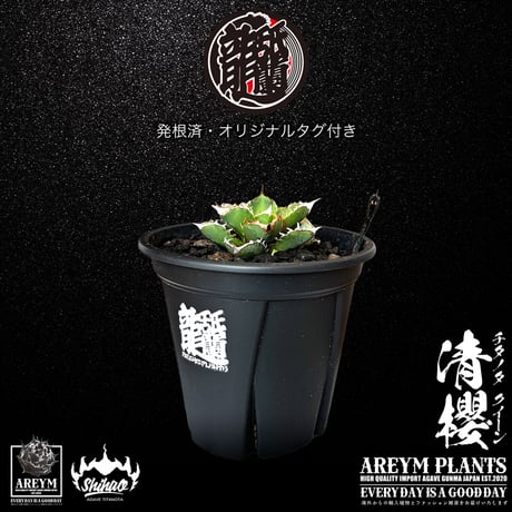 清櫻 | STORES