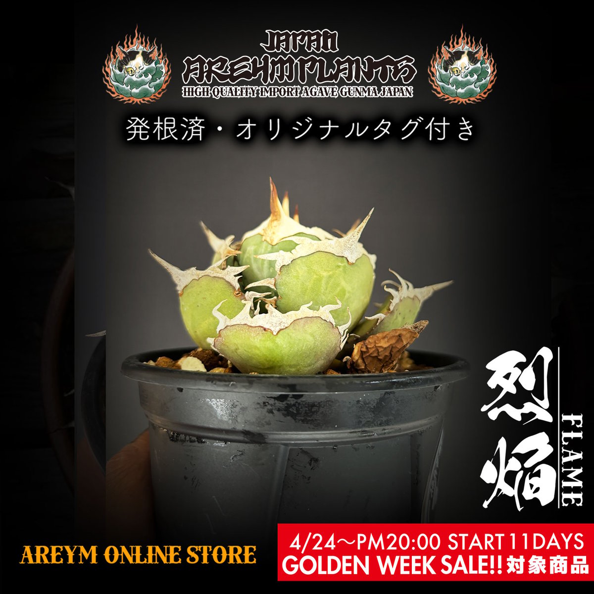 ドラゴンアガベ産！アガベ チタノタ フレイム 烈焰 agave titanota 