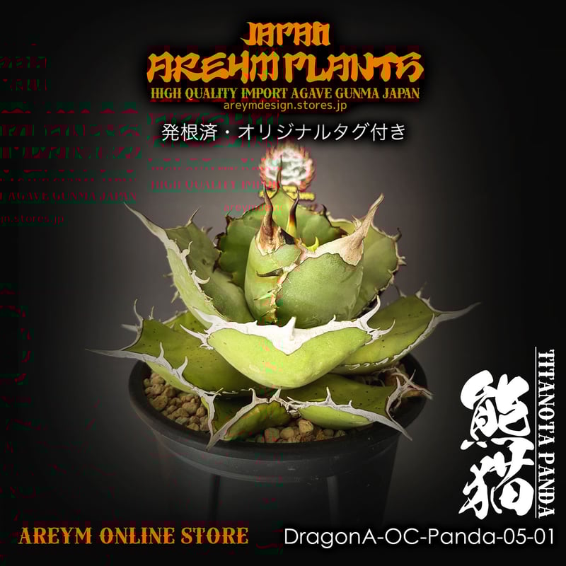 非売品級【台湾産】アガベ チタノタ 熊猫　強刺　ドラゴンアガベ　パンダ　発根済 アガベ チタノタ パンダ 