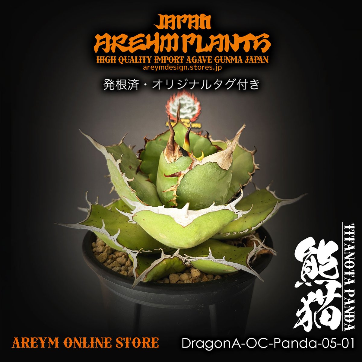 非売品級【台湾産】アガベ チタノタ 熊猫　強刺　ドラゴンアガベ　パンダ　発根済 非売品級【台湾産】アガベ チタノタ 熊猫 強刺 ドラゴンアガベ