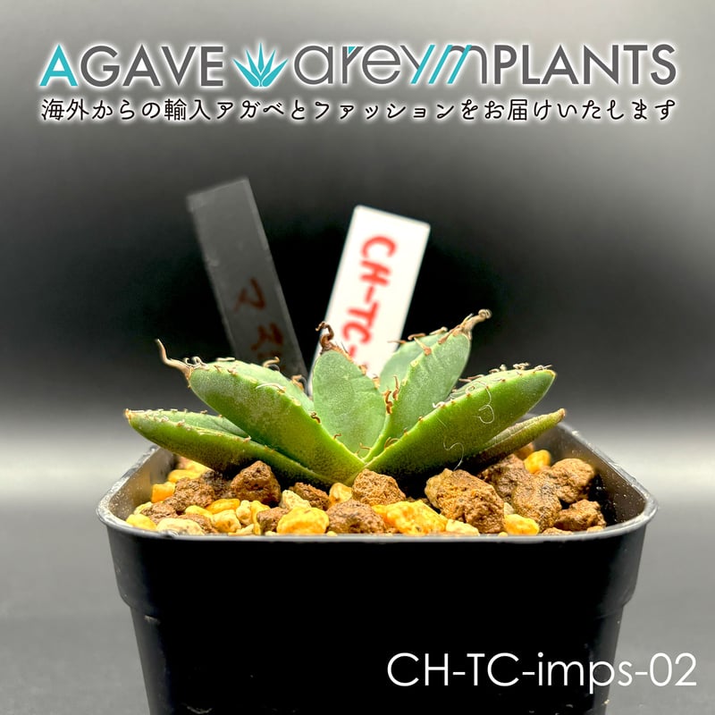 発根済アガベ・チタノタ・魔丸/agave titanota imps【台湾産/TC】CH-im 