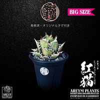 BIGサイズ 発根済 送料無料 アガベ チタノタ レッドキャットウィーズル Agave titanota Red Catweazle ARM-REDCAT-06-01