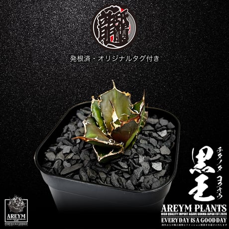 発根済 送料無料 潮龍家 安生産 アガベ チタノタ 黒王 agave titanota kokuo【Andy-OC-KOKUO-002-02】