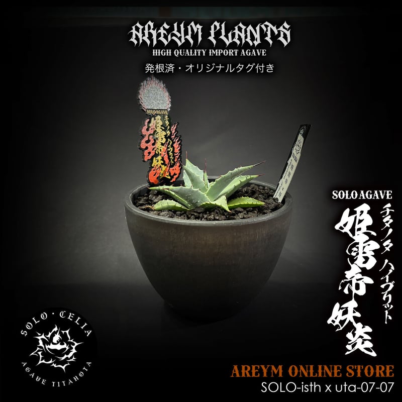 発根済 SOLO産ハイブリッド アガベ チタノタ 姫雷帝x妖炎 Agave