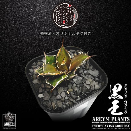 発根済 送料無料 潮龍家 安生産 アガベ チタノタ 黒王 agave titanota kokuo【Andy-OC-KOKUO-002-02】