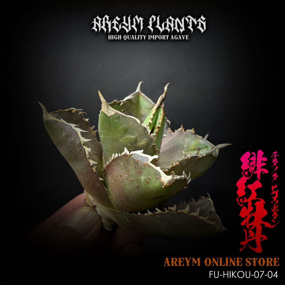 アガベ　緋紅牡丹　大型株 福建省産 アガベ チタノタ 緋紅牡丹 Agave Titanota hikoubotan