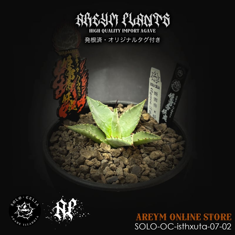 発根済 SOLO産ハイブリッド アガベ チタノタ 姫雷帝x妖炎 Agave