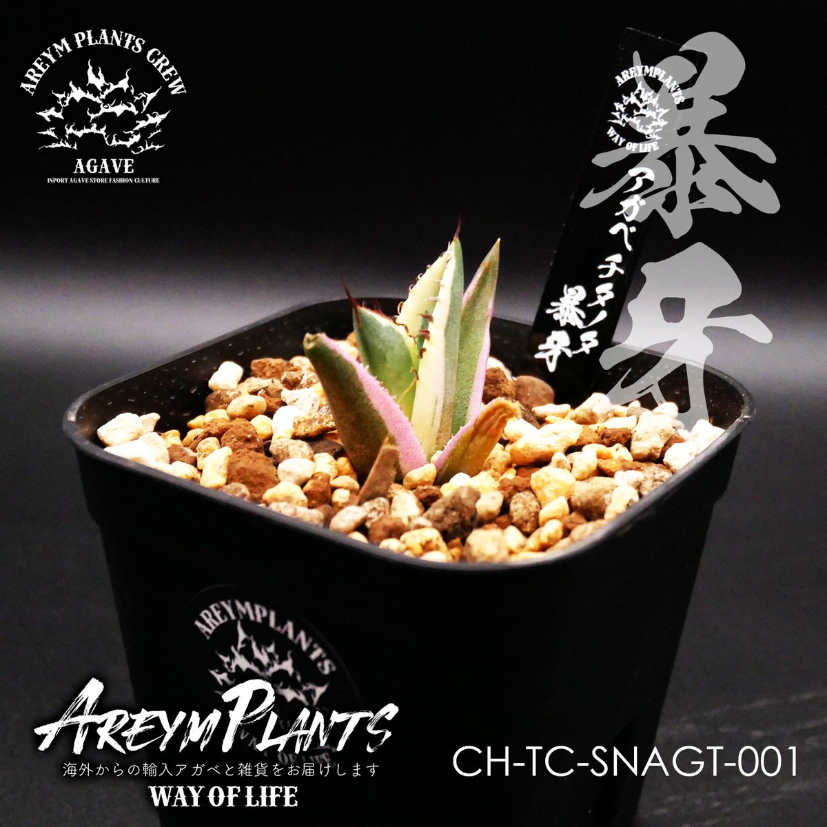 ST17 古 アガベ チタノタ スナグルトゥース（暴牙）【速達配送】 