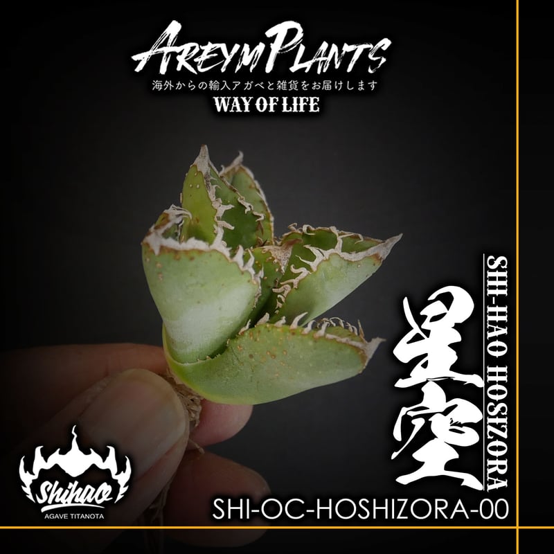 アガベチタノタshihao産星空ぶつぶつ