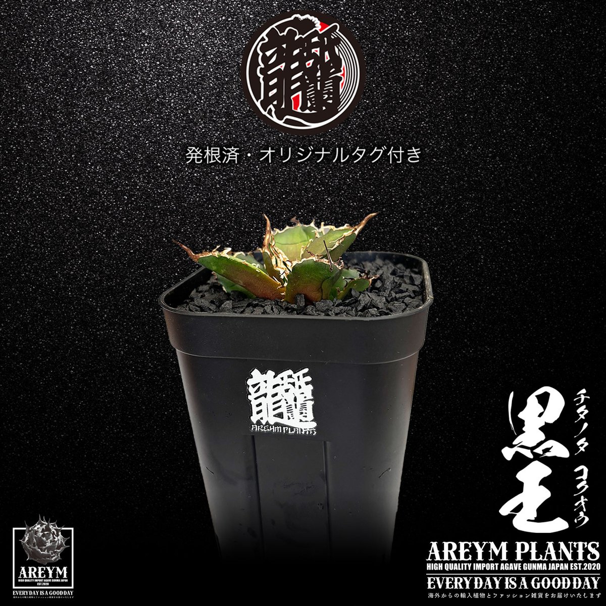 発根済 送料無料 潮龍家 安生産 アガベ チタノタ 黒王 agave titanota