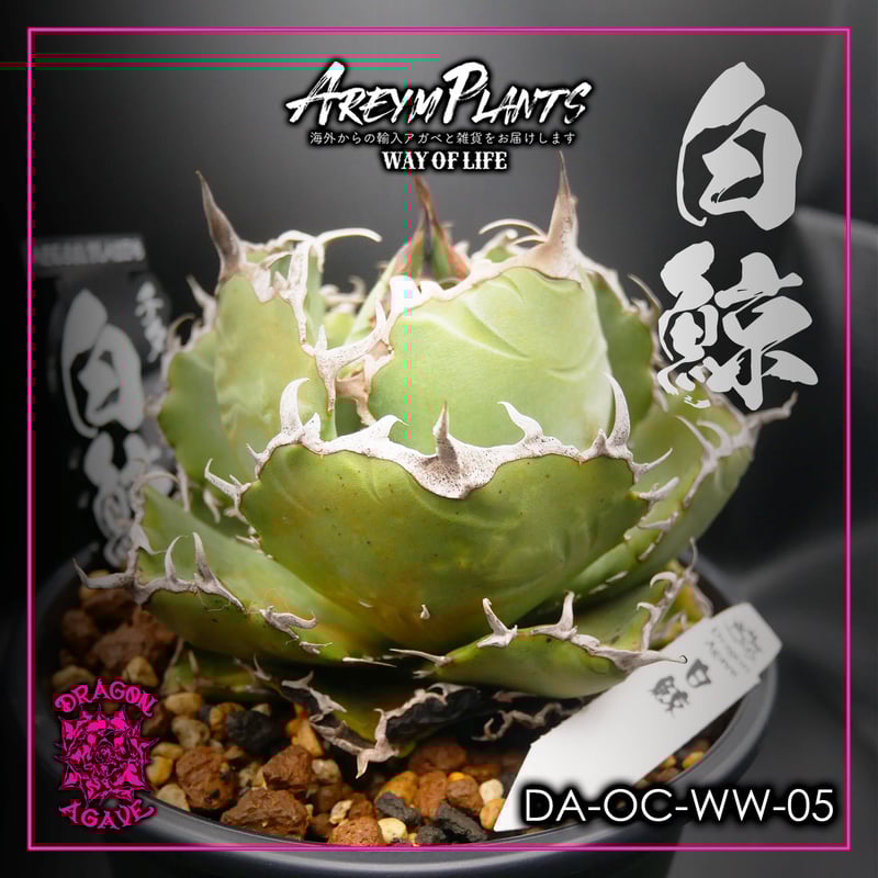 9/22販売開始!オリジナルタグ付き!アガベ チタノタ白鯨 Agave 9/22販売開始!オリジナルタグ付き!アガベ チタノタ白鯨 Agave