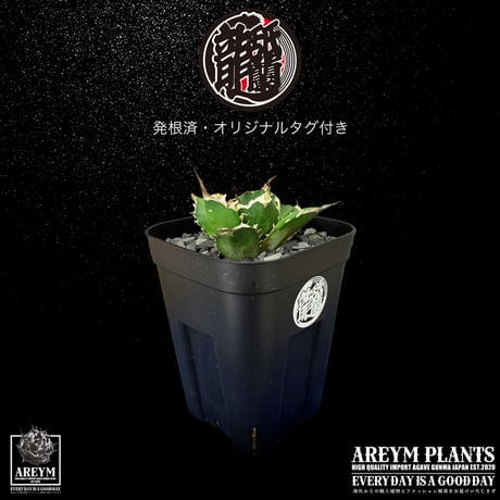 発根済 送料無料 潮龍家 安生産 アガベ チタノタ 黒王 agave titanota kokuo【Andy-OC-KOKUO-06-07】