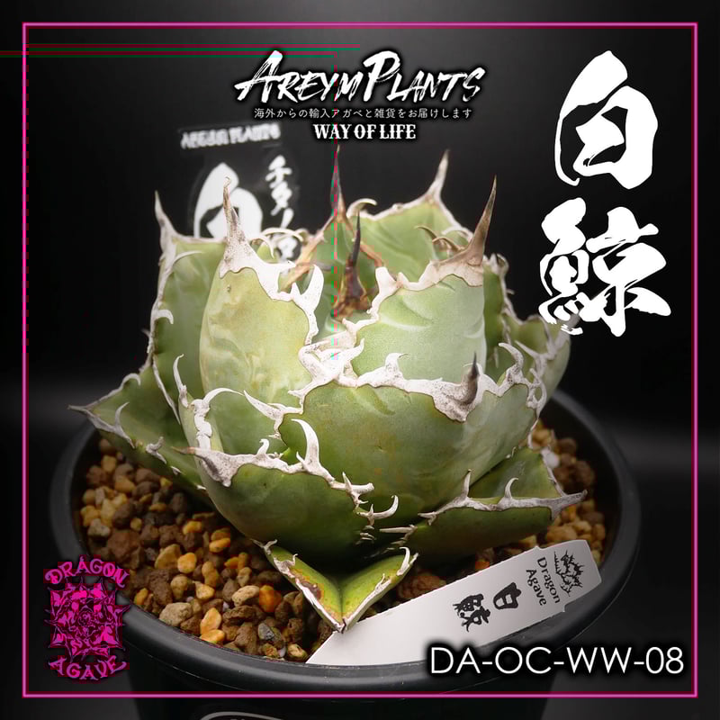 【激締親株出品】アガベ　チタノタ　激締まり低重心　ボール株 極上】激締まり 子株付き アガベ チタノタ 姫厳竜 姫厳龍 ボール