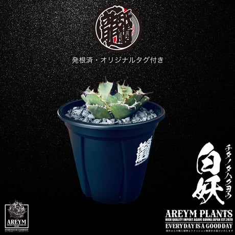 アレイムプランツ