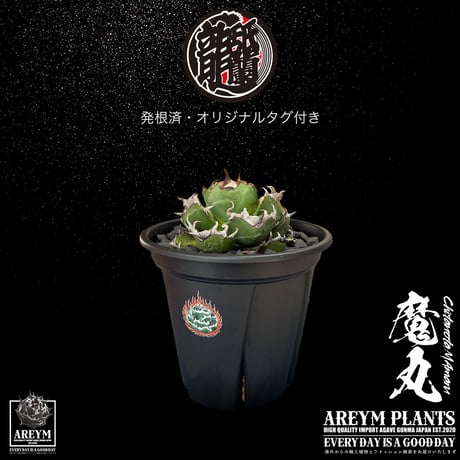 アレイムプランツ
