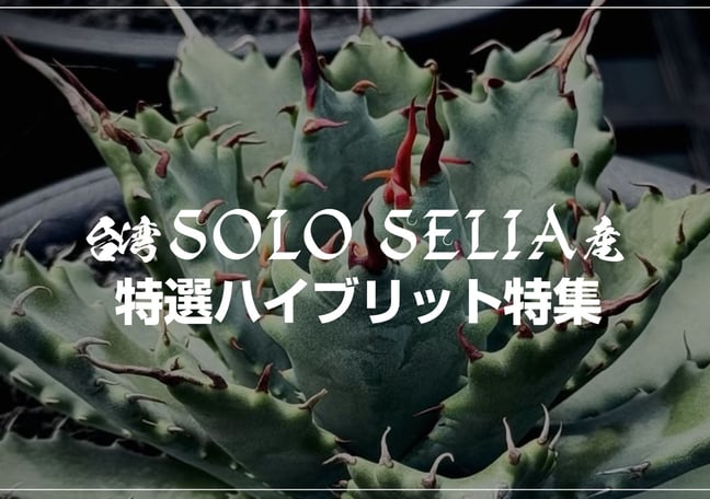 アレイムプランツ