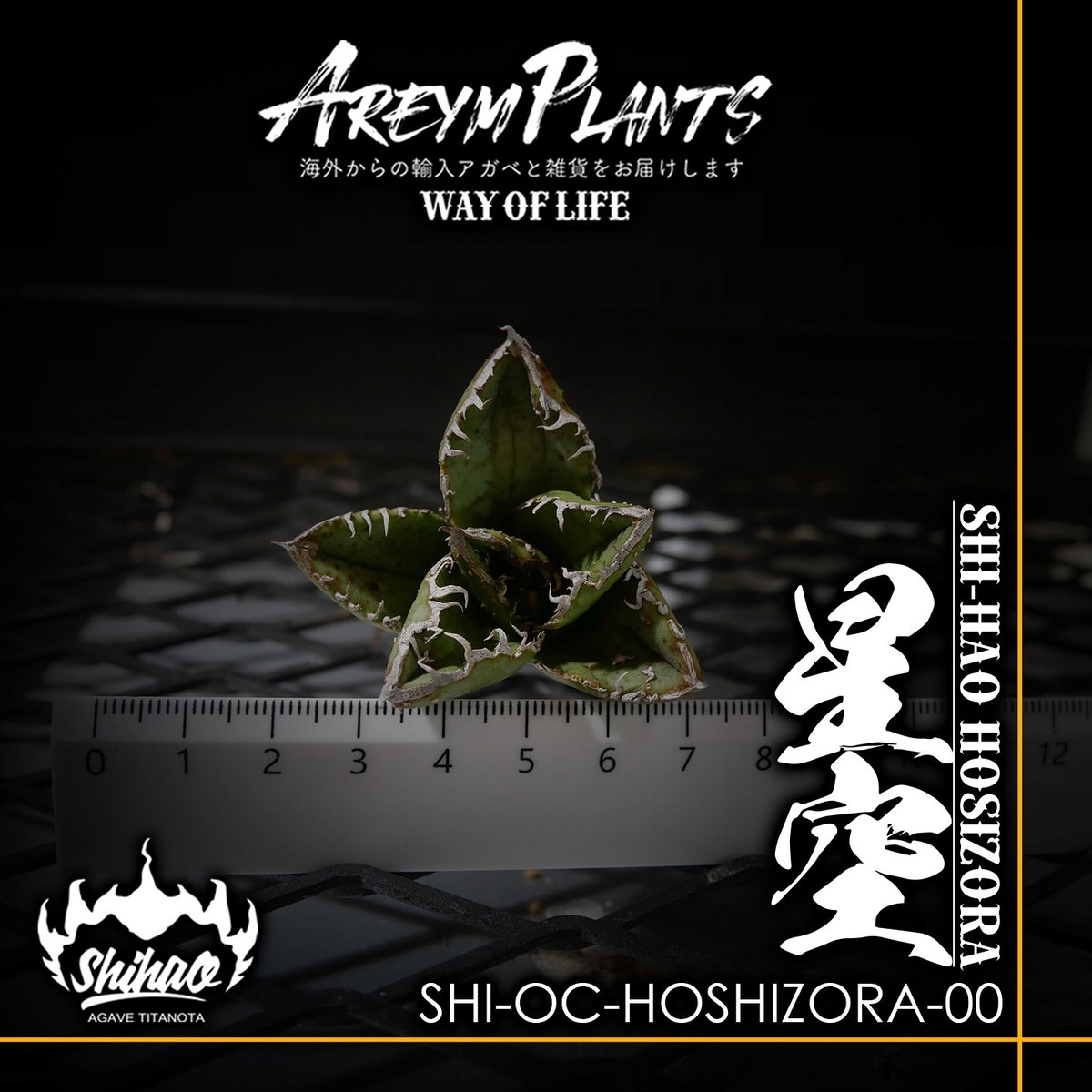 アガベ 星空 shi-hao 子株