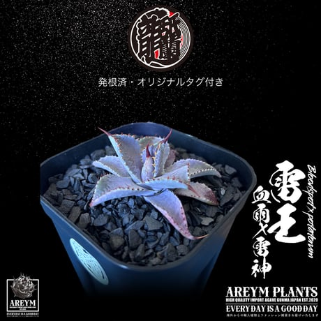 発根済 送料無料 ハイブリッド 雷王 血雨x雷神 ブラッドスポット×ポタトラム Agave hybrid Bloodspot x potatorum