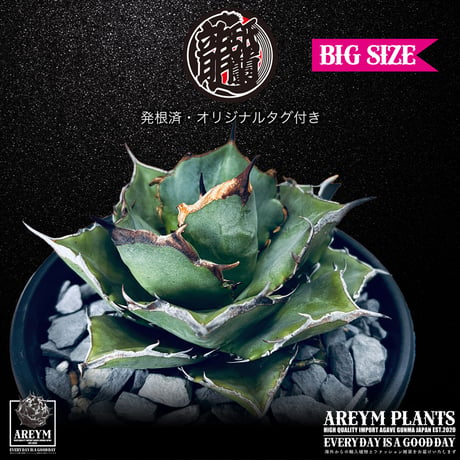 発根済 送料無料 Agave titanota Pixiu アガべ チタノタ 貔貅 ARM-Pixiu-06-01