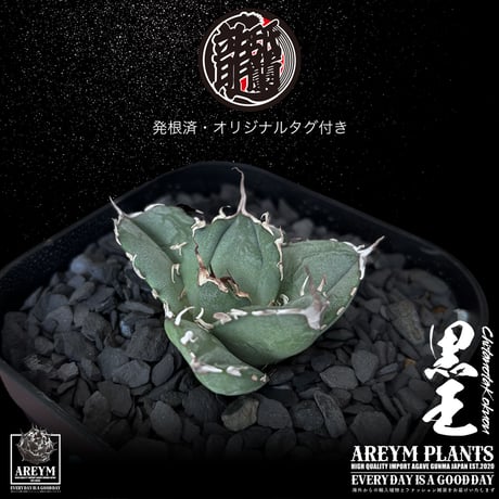 発根済 送料無料 潮龍家 安生産 アガベ チタノタ 黒王 agave titanota kokuo【Andy-OC-KOKUO-06-09】