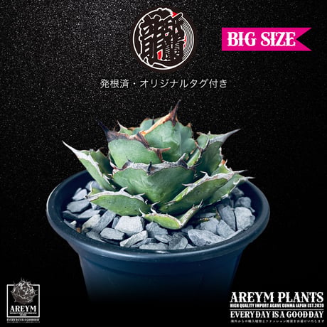 発根済 送料無料 Agave titanota Pixiu アガべ チタノタ 貔貅 ARM-Pixiu-06-01