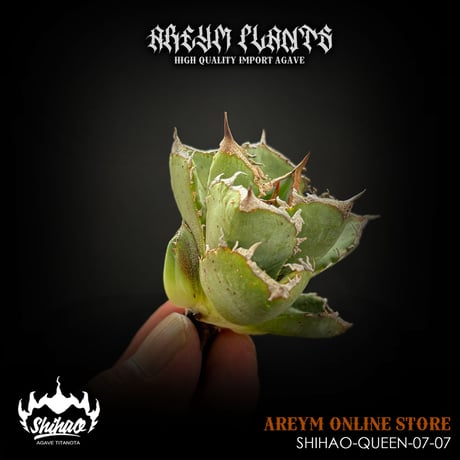 【専用】agave X仔株 CATEGORY アガベ 小株 | アレイムプランツ