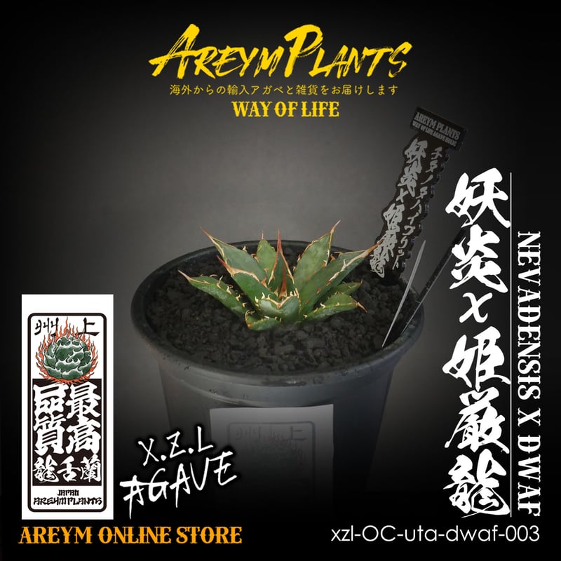 ハイブリット株!アガベ 妖炎x姫厳龍 Agave utahensisVer ハイブリット株!アガベ 妖炎x姫厳龍 Agave utahensisVer