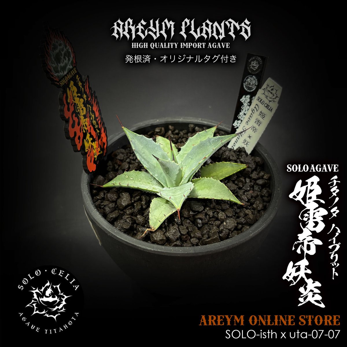 発根済 SOLO産ハイブリッド アガベ チタノタ 姫雷帝x妖炎 Agave