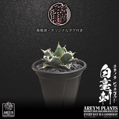発根済 送料無料 アガベ チタノタ 白毫刺 白豪刺 agave titanota byakugousi【ARM-OC-BYAKU-06-04】